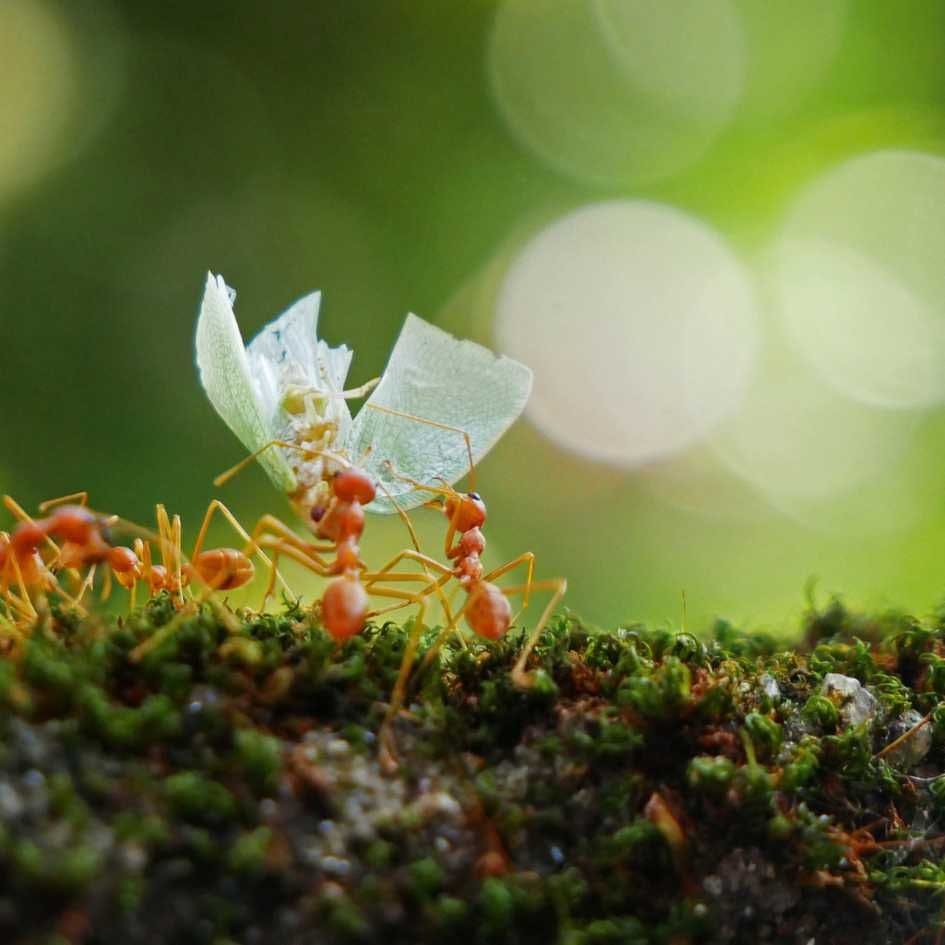 ant carrying food