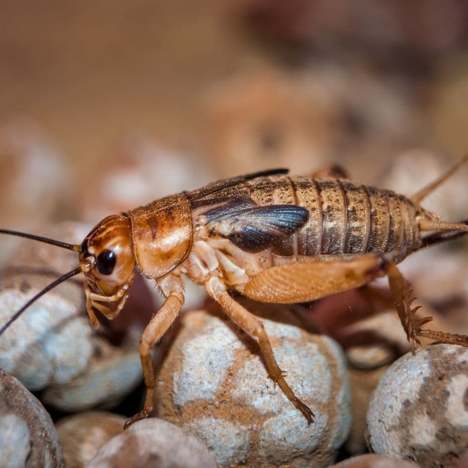 cricket